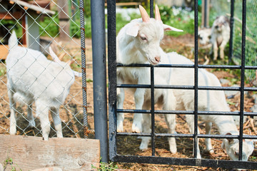 A young white goats in a pen on the farm