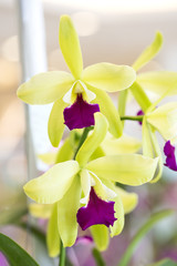 Beautiful orchid blossom in flower garden