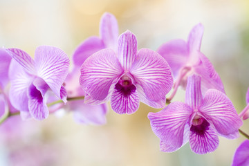 Naklejka na ściany i meble Purple orchid flowers in garden