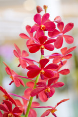 Red orchids