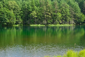緑色に染まる森の中の池　-　御射鹿池（長野県、日本）
