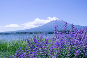 Fuji mountain with larvendor