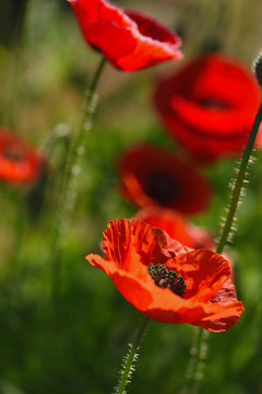 Red Poppy and Bud - field flower