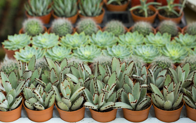 Cactus assortment with different prickly plants in pots