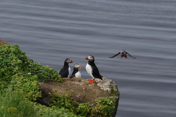 Anfliegender Papageientaucher
