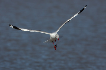 Gaviota en vuelo sobre fondo azul