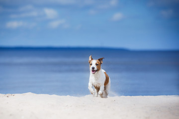 Jack Russell Terrier walking, playing on the beach in summer