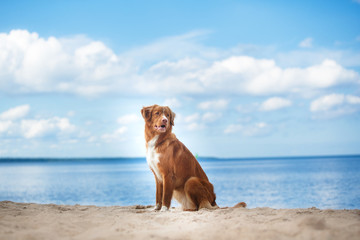 Nova Scotia Duck Tolling Retriever walking, playing on the beach in summer