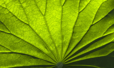 The texture of lotus leaf