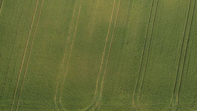 AERIAL: Vast field of young green wheat in summer