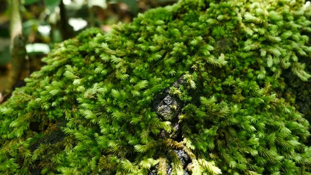 moss plant in natural park slide shot, Green environment concept 