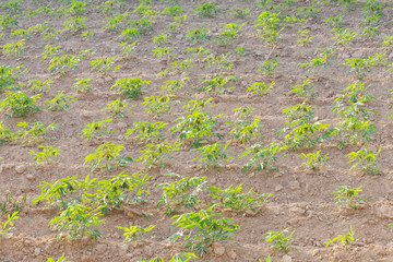 The cassava plantation