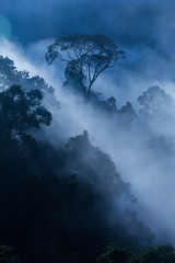 Hala-bala narathiwas the morning light landscape view (Rainfores