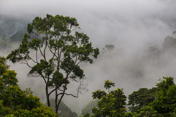 Obraz na płótnie Canvas Hala-bala (Malayan Type Rainforest) landscape view