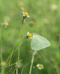 Common Grass Yellow butterfly (Eurema hecabe contubrenalis (Moor