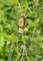 Plain Tiger butterfly (Danaus chrysippus butterfly) on a flower