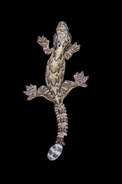 Burmese flying gecko(Ptychozoon lionotum),Hala - Bala rainforest