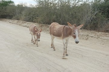 Donkeys on road