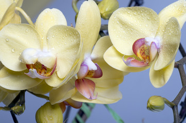 Beautiful colorful flower Orchid, phalaenopsis.