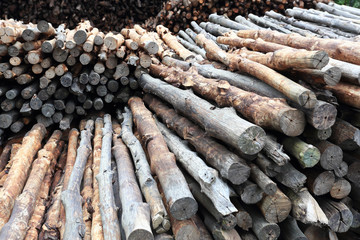mangrove wood to be processed as charcoal