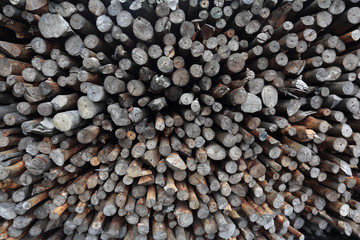 mangrove wood to be processed as charcoal
