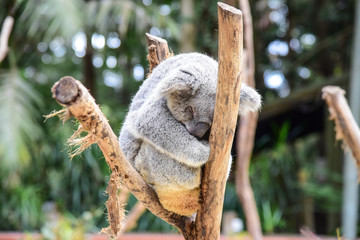 Sleeping Koala Bear on a Tree