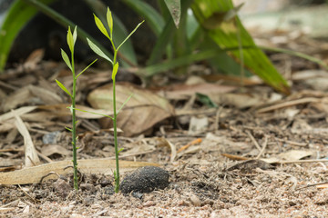 Young plant in the morning light