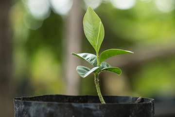 Young plant in the morning light