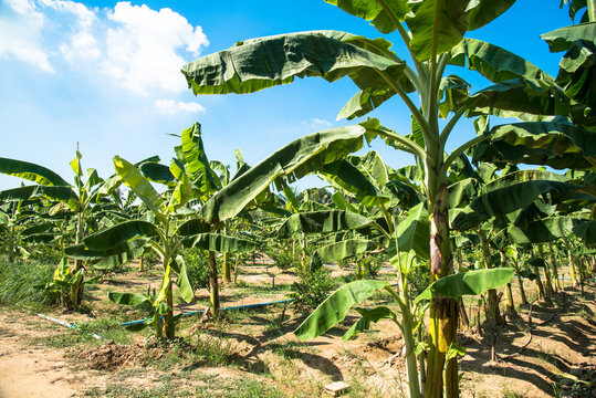 Banana Plantation in Rural Areas of Petchaburi Province in Thailand