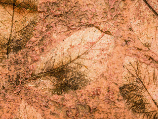 The Imprint of leaf texture on cement floor background