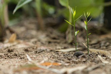 Young plant in the morning light