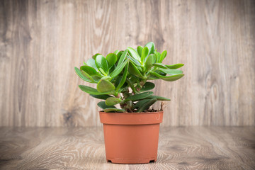 Crassula plant in the pot on wooden background