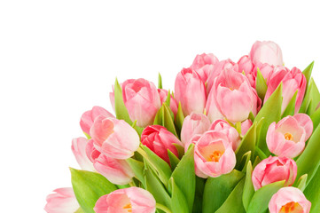 Tulips isolated on white background