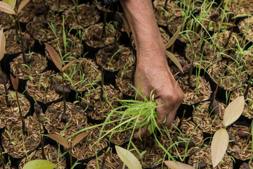 female hands hold a young seedling