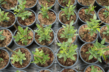 Organic   seedlings