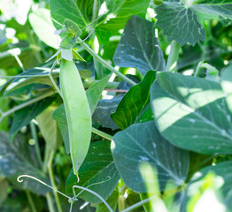 pea pod and leaves in the garden