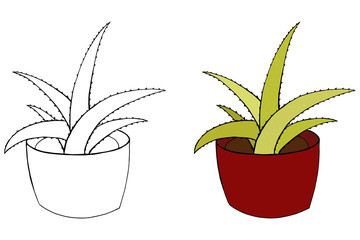 Aloe vera vector. Houseplant isolated illustration. Plant colorful and coloring. Ceramic pot.