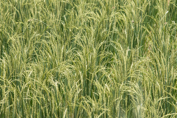 Close up of Green rice,Thailand