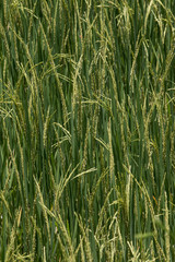 Close up of Green rice,Thailand