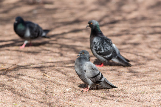 three pigeons on the ground