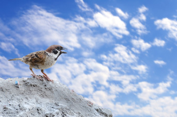 Single sparrow standing on rock with blue sky