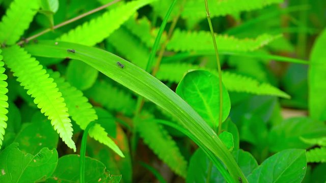 Formic road on grass leaf close up. Video UltraHD