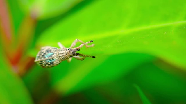 Curculionidae bettle eats the plant. Macro. Video UltraHD
