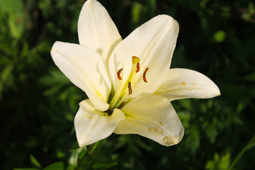 Lily in the garden