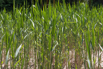Obraz premium young reeds as background