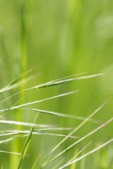 grass with spikelets as background