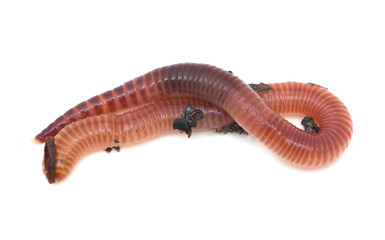 earthworms on a white background