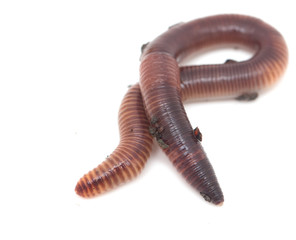 earthworms on a white background