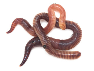 earthworms on a white background