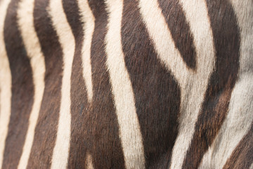 zebra skin as a background